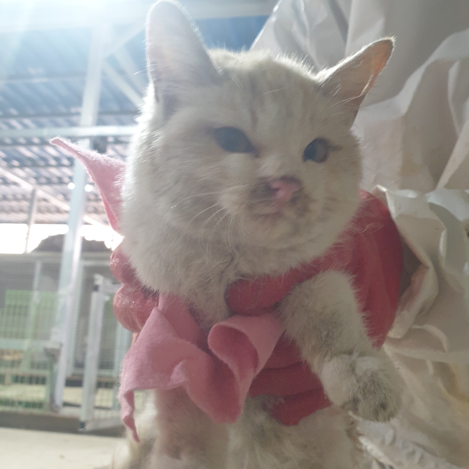 종료(자연사) 믹스…