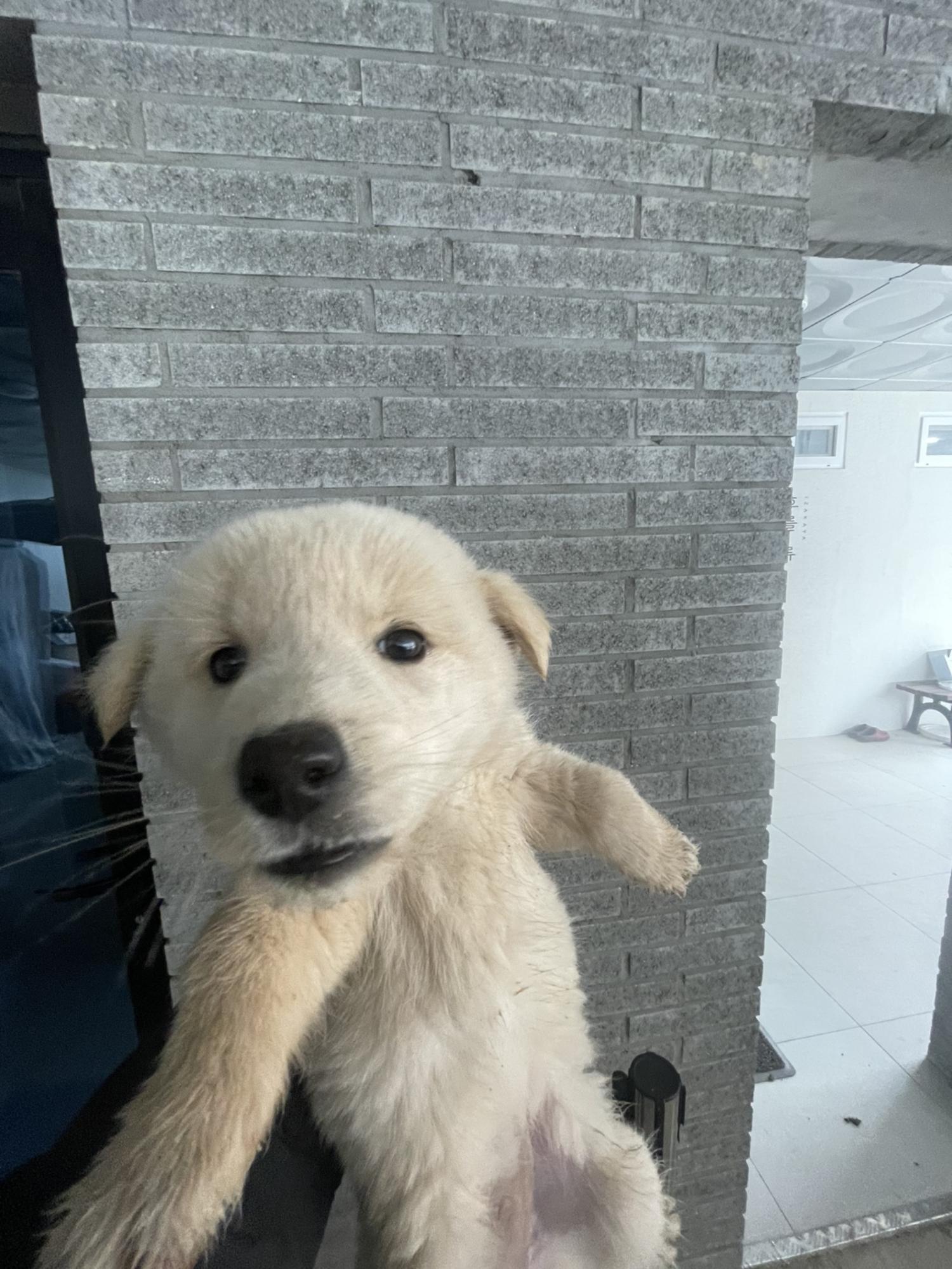 희망동물보호소_445478202300390