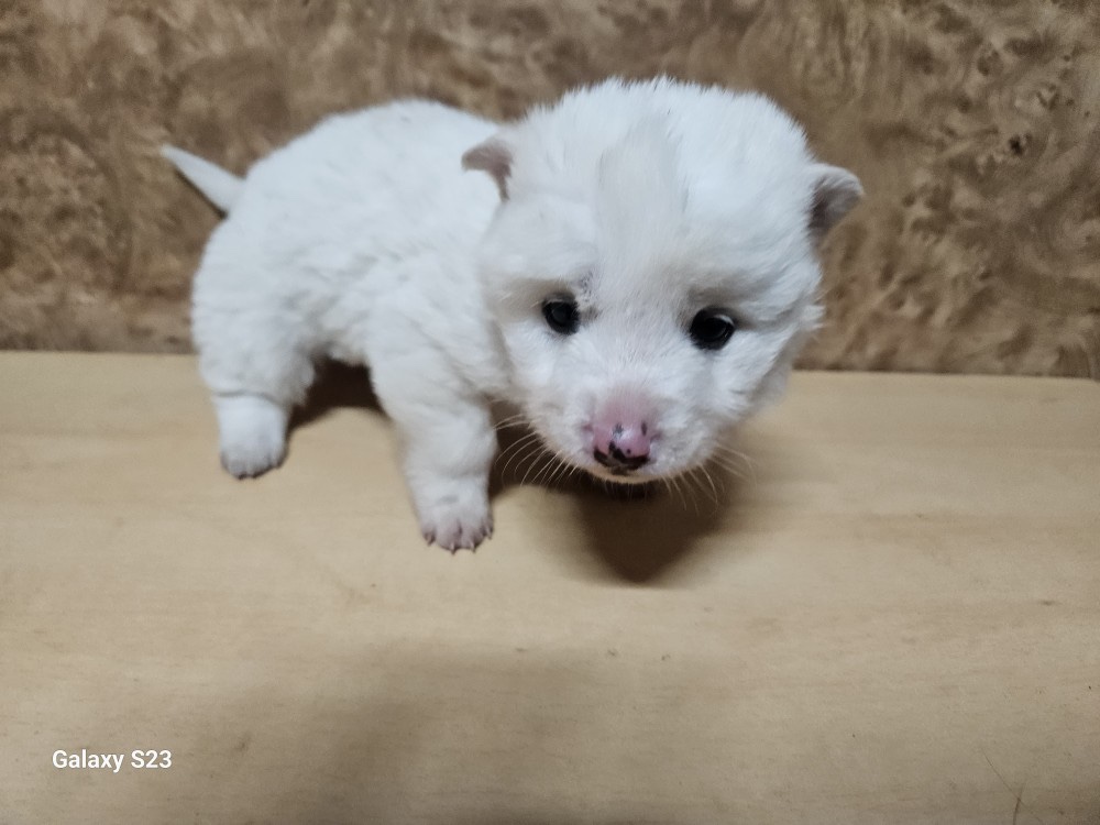 종료(자연사) 믹스…