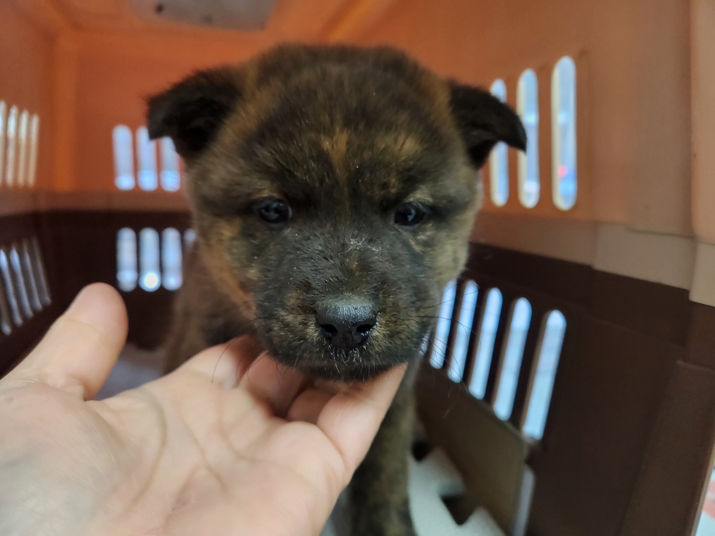 광주TNR동물병원초월_441554202301803