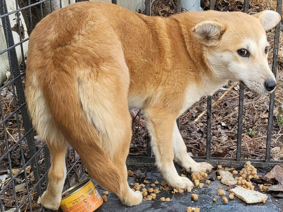 밀양시동물보호센터_448536202302737