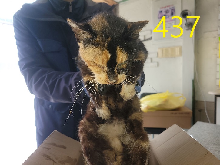 보호중 한국 고양이…