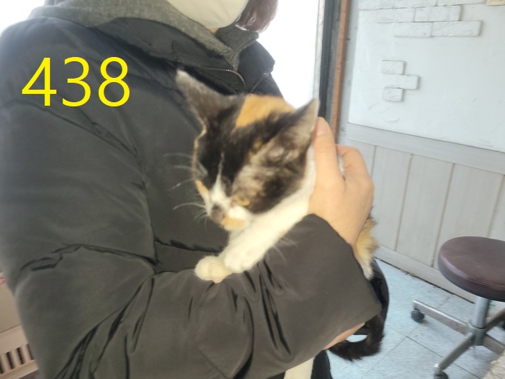 보호중 한국 고양이…