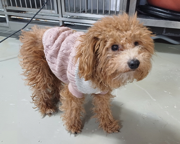종료(입양) 푸들의…