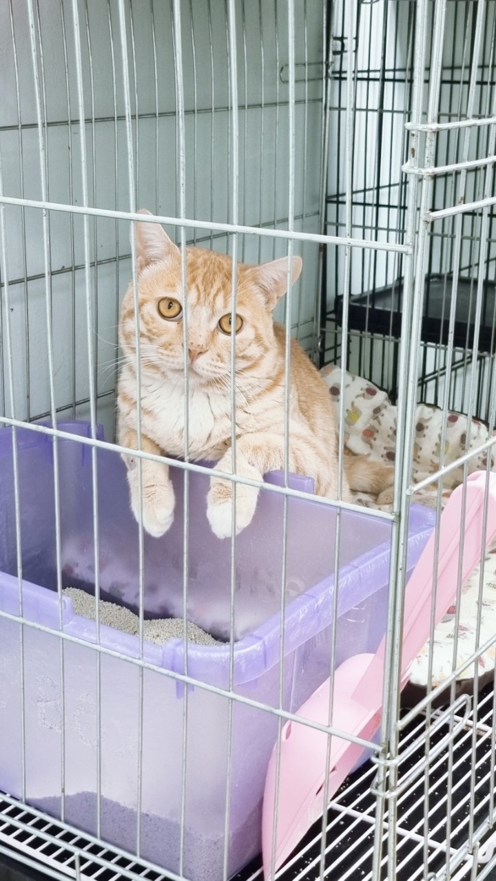보호중 믹스묘의 가…