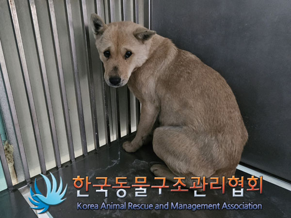 종료(안락사) 믹스…