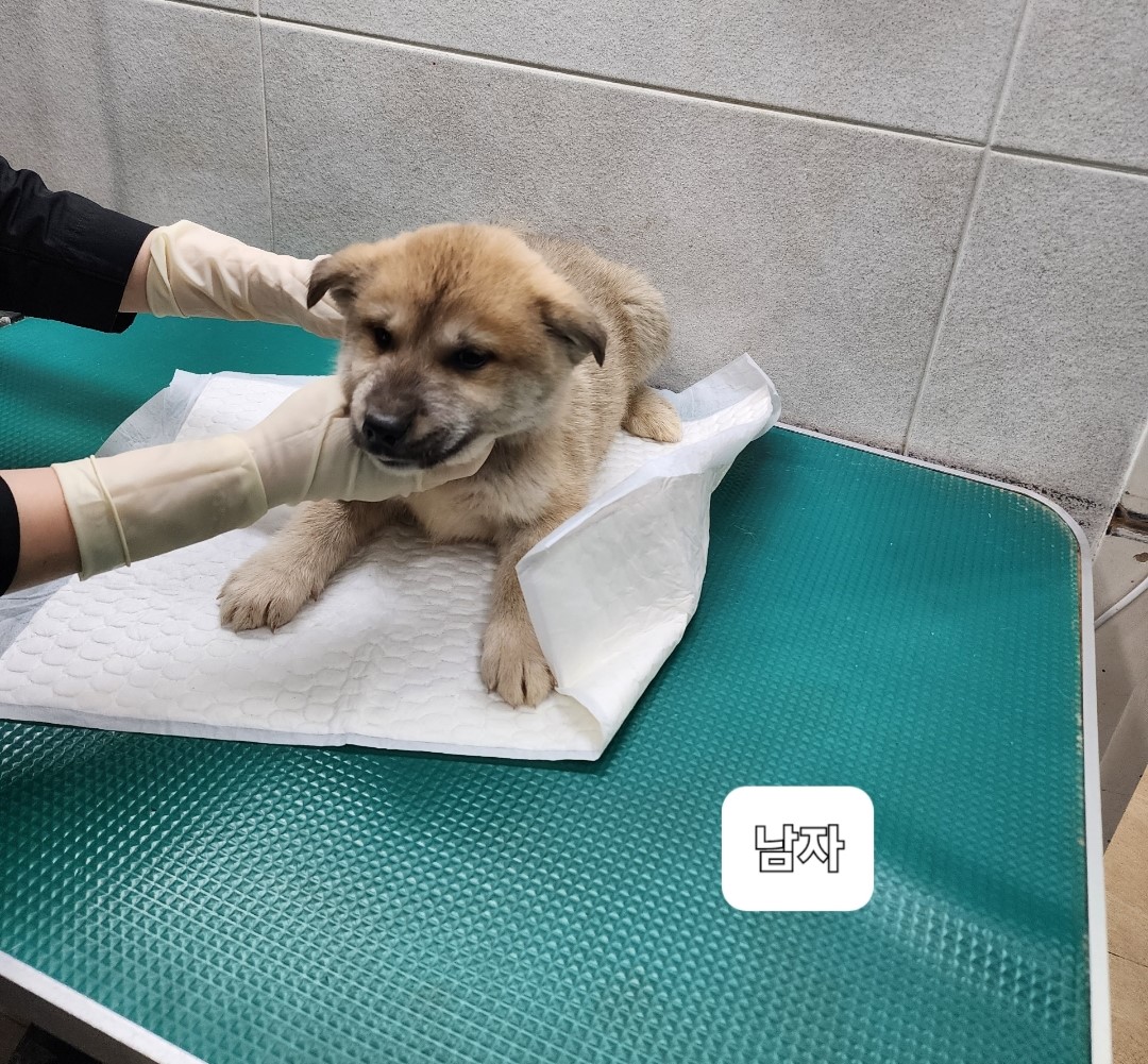 옥천동물병원_443443202300828