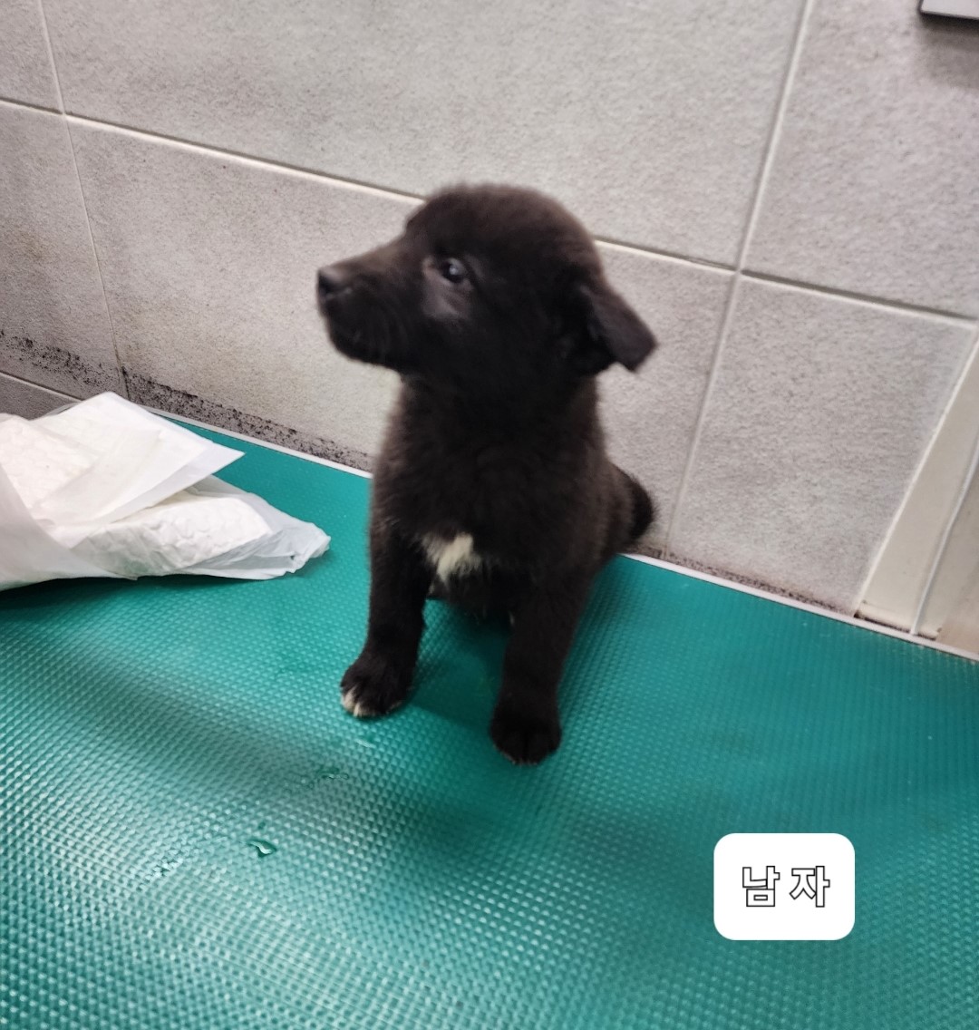 종료(안락사) 믹스…