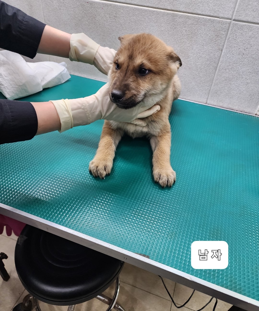종료(안락사) 믹스…