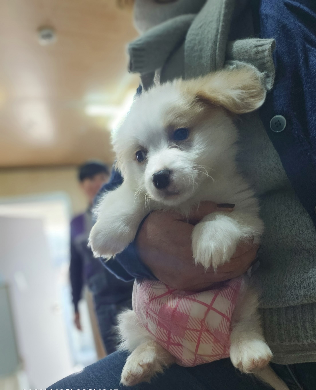 보호중 믹스견의 가…