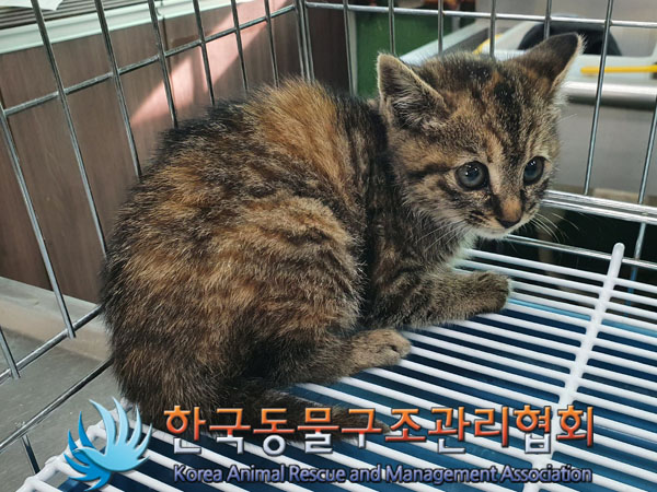 종료(입양) 한국 …