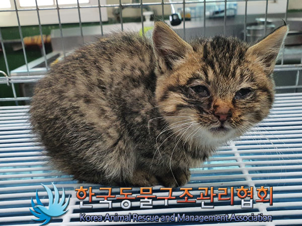 보호중 한국 고양이…