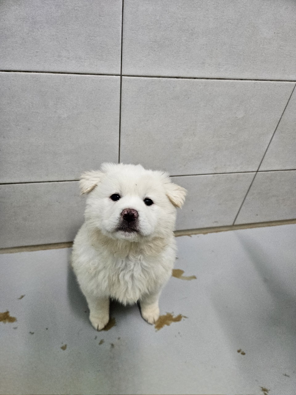 아산동물복지지원센터_444452202302177