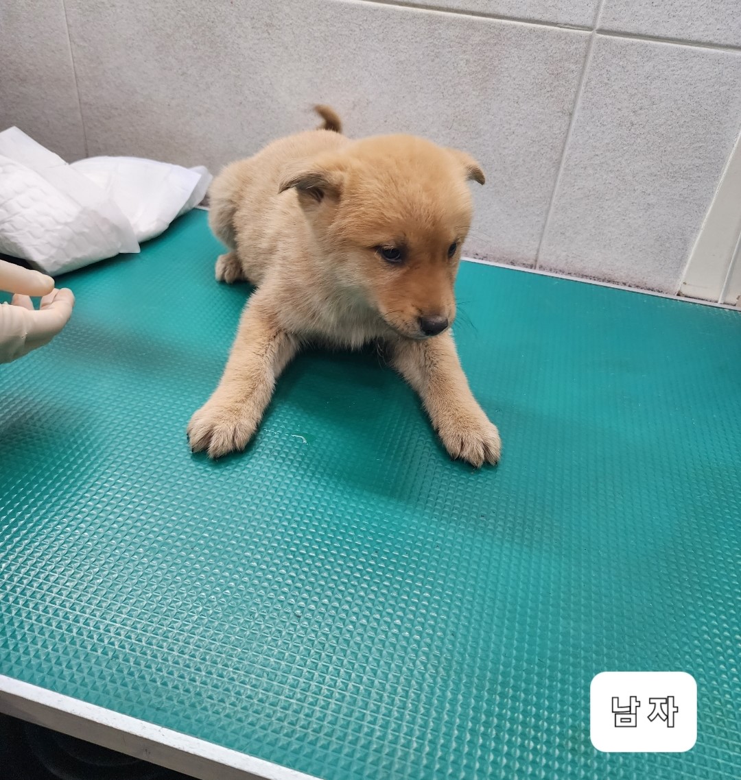 종료(안락사) 믹스…