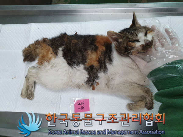종료(자연사) 한국…