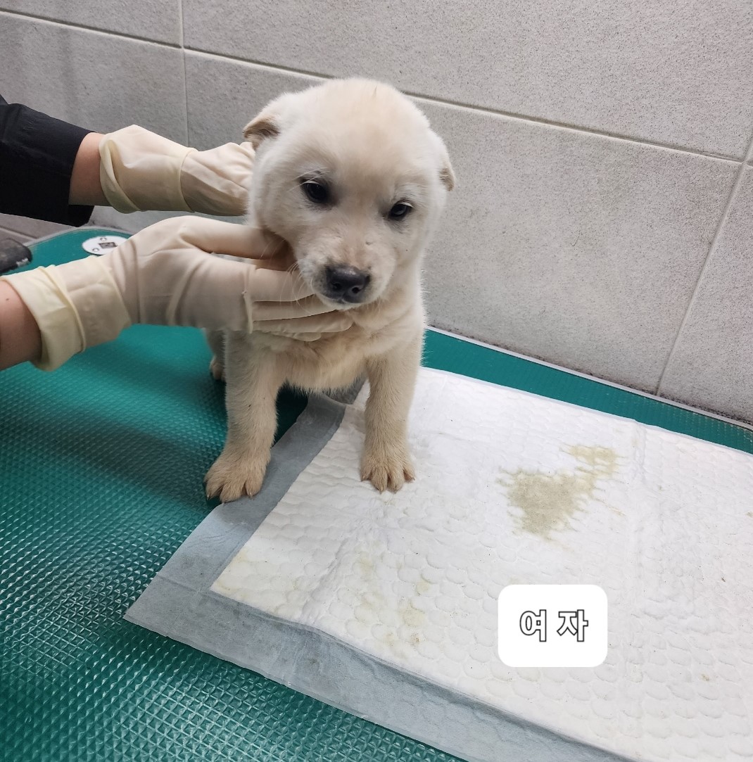 옥천동물병원_443443202300829
