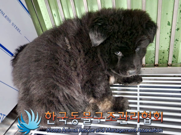 종료(안락사) 믹스…