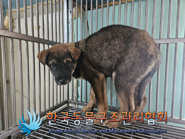 한국동물구조관리협회_441414202300977