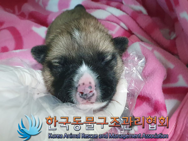 종료(자연사) 믹스…