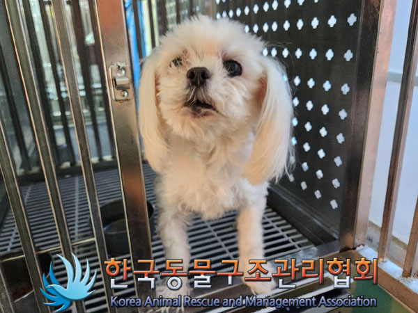 종료(안락사) 말티…