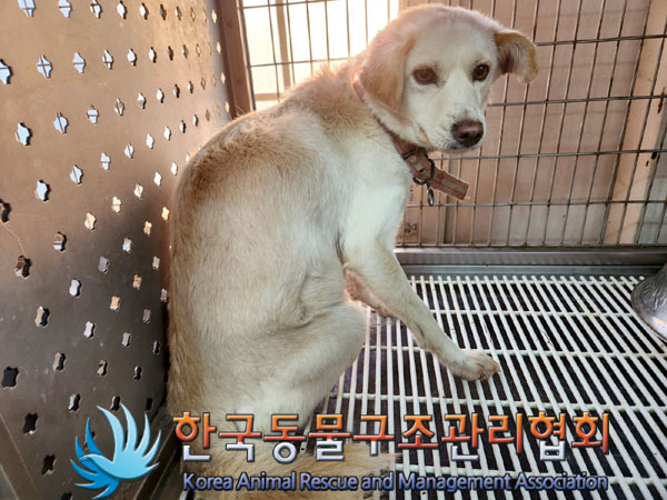 종료(입양) 믹스견…