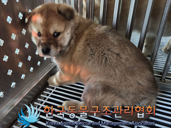 종료(안락사) 믹스…