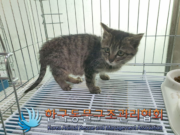 종료(입양) 한국 …