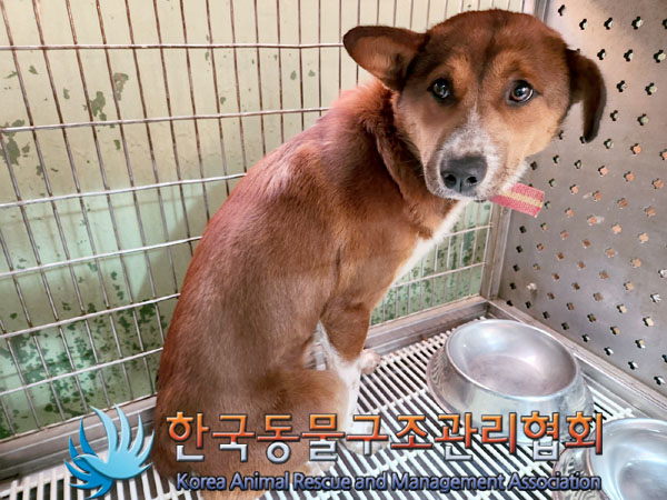 한국동물구조관리협회_441406202302092