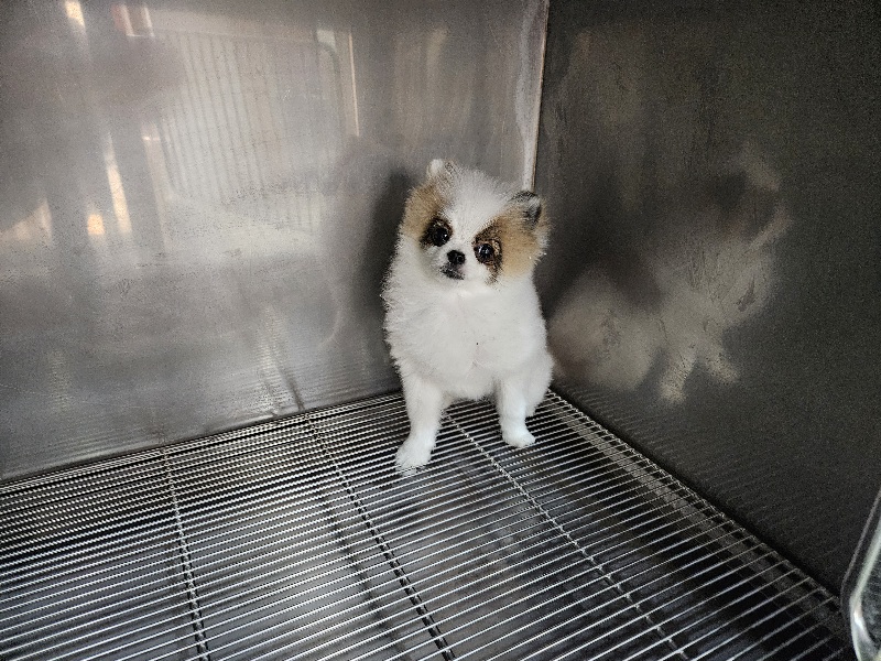 종료(입양) 포메라…