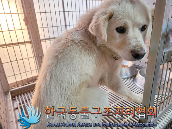 종료(입양) 믹스견…