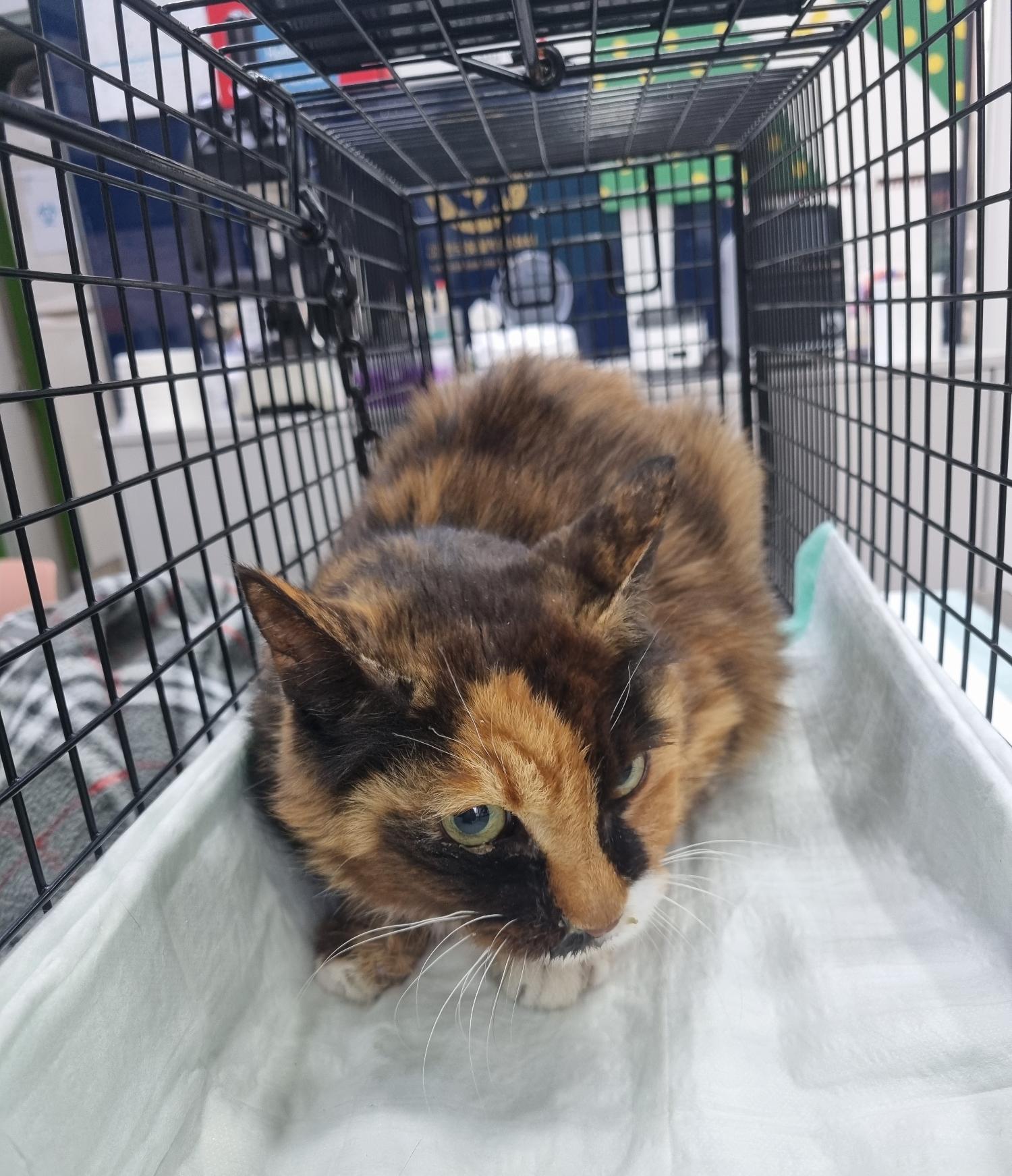 보호중 한국 고양이…