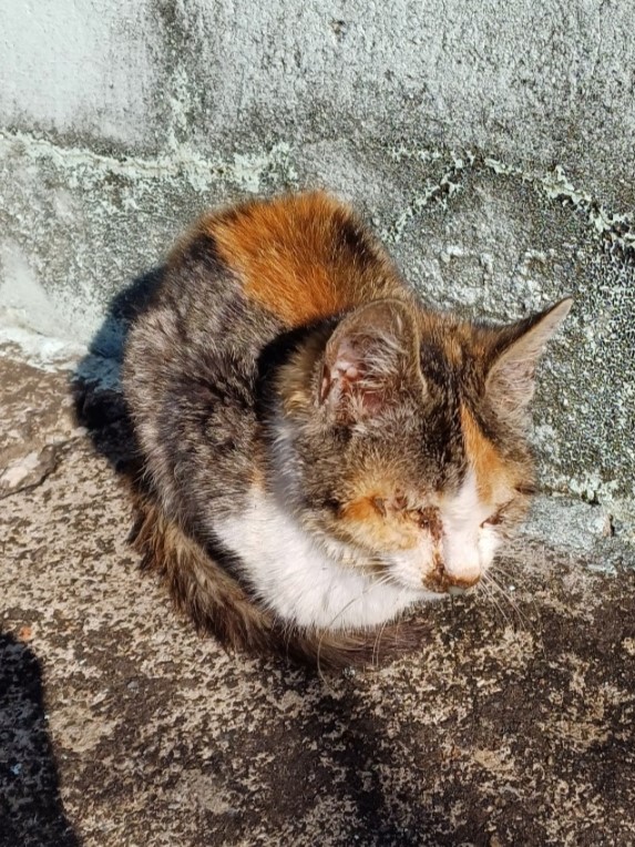 보호중 한국 고양이…