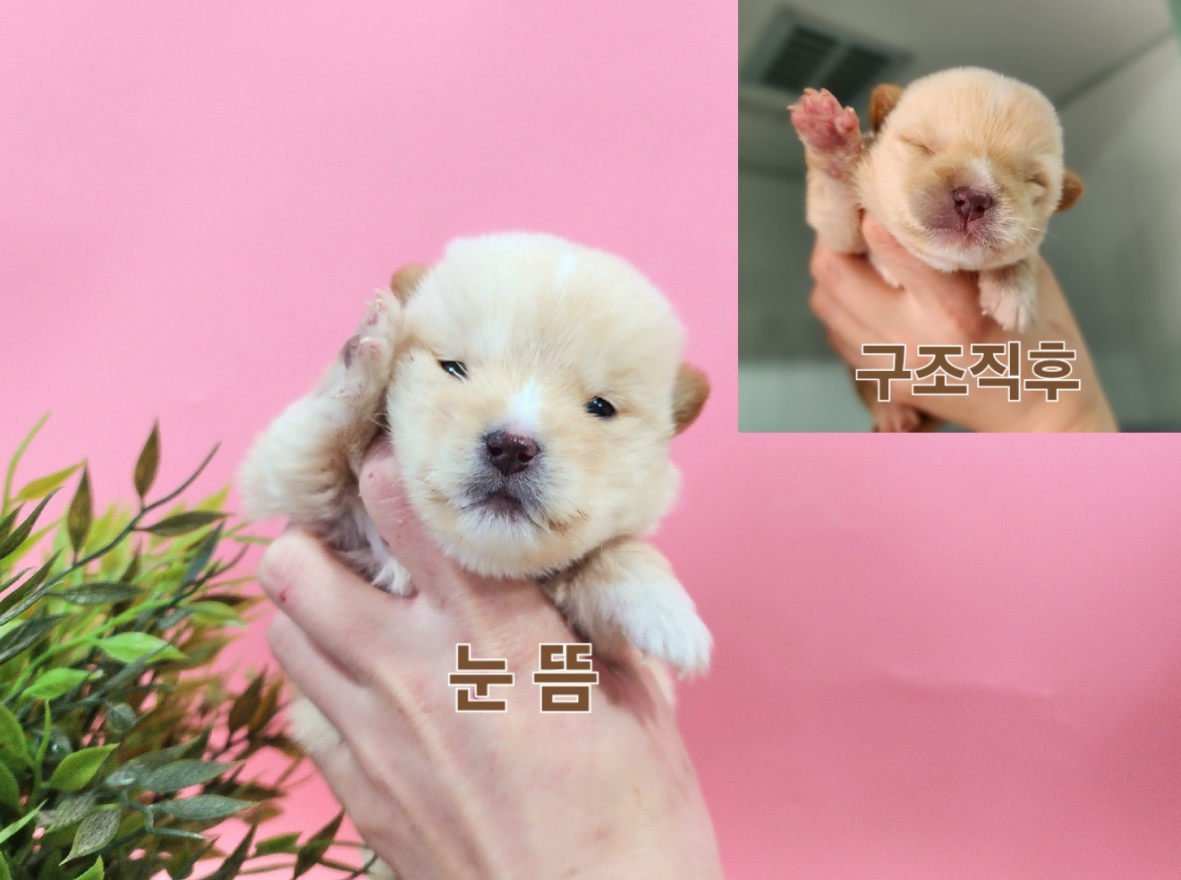 종료(입양) 믹스견…