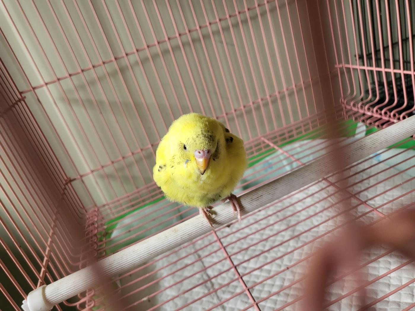 보호중 앵무새의 가…