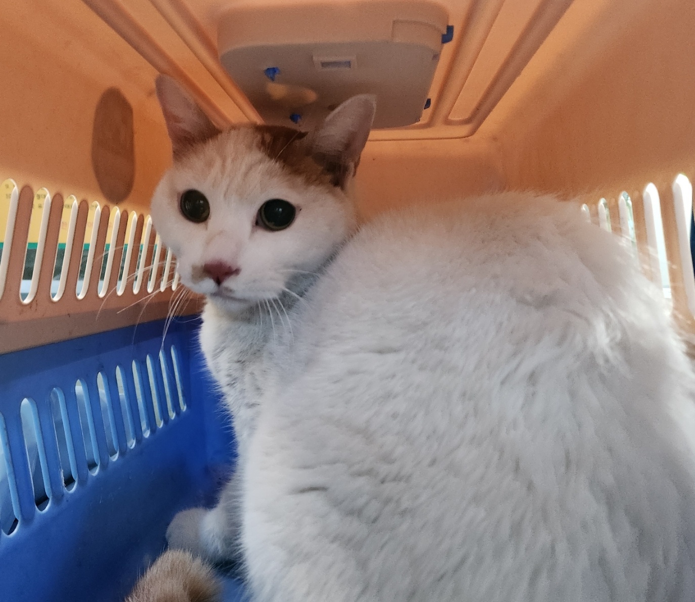 한국야생동물보호협회_441383202300815