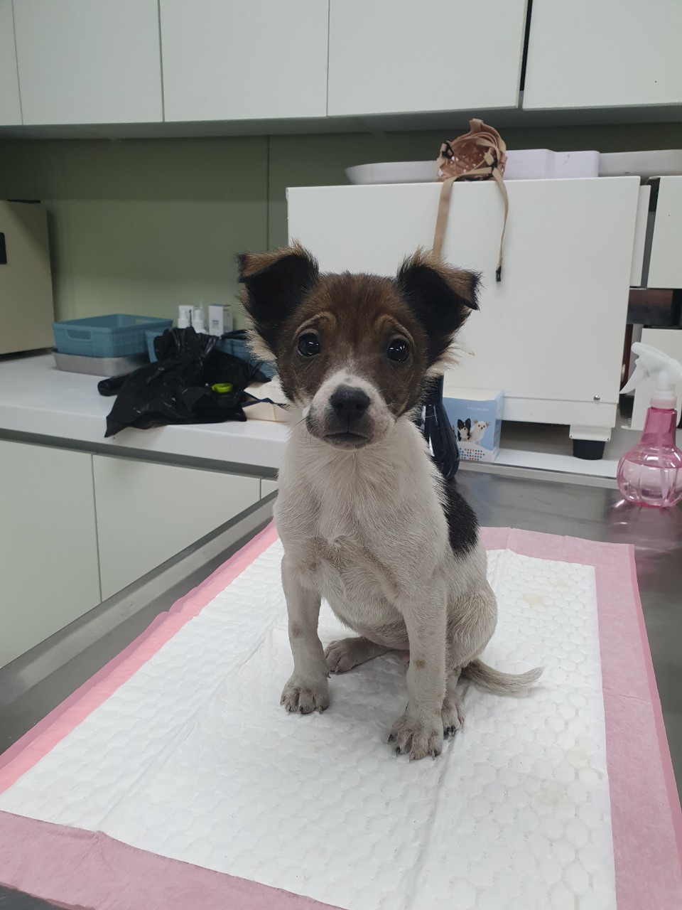 남양주시동물보호센터_441399202302938