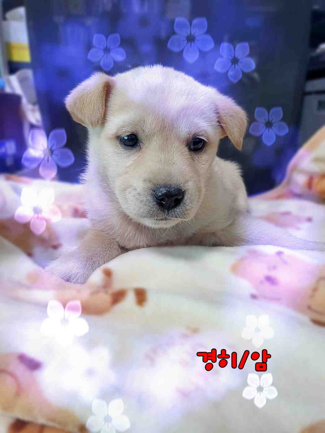 군산유기동물보호센터_445467202302629