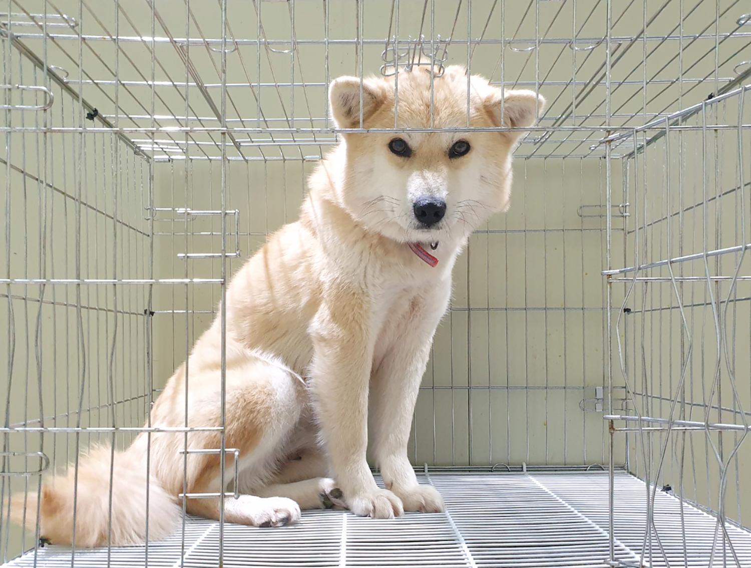 보호중 풍산견의 가…