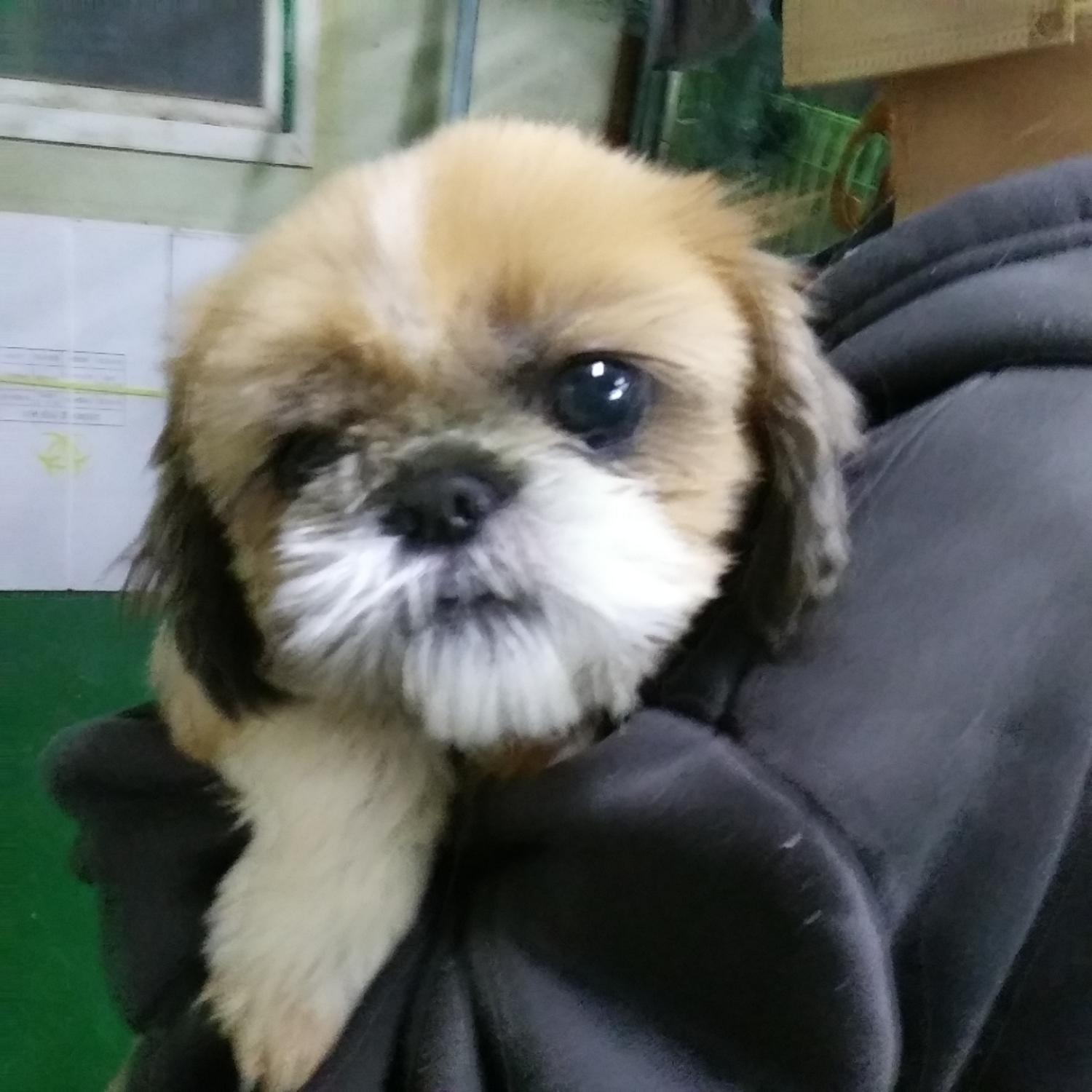 보호중 시츄의 가족…