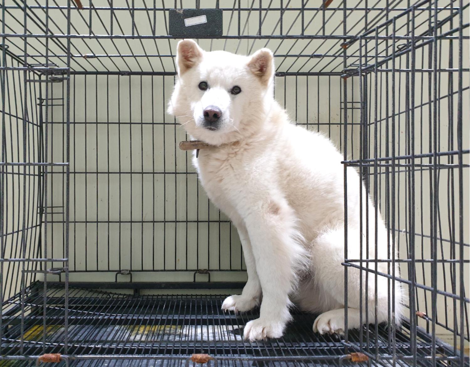 보호중 풍산견의 가…