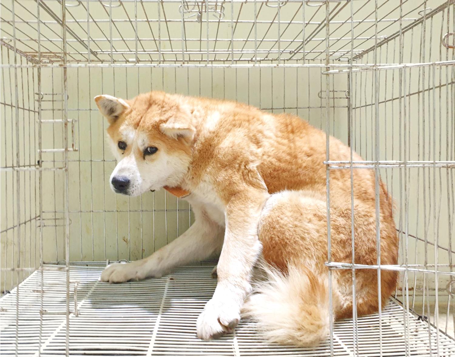 보호중 믹스견의 가…