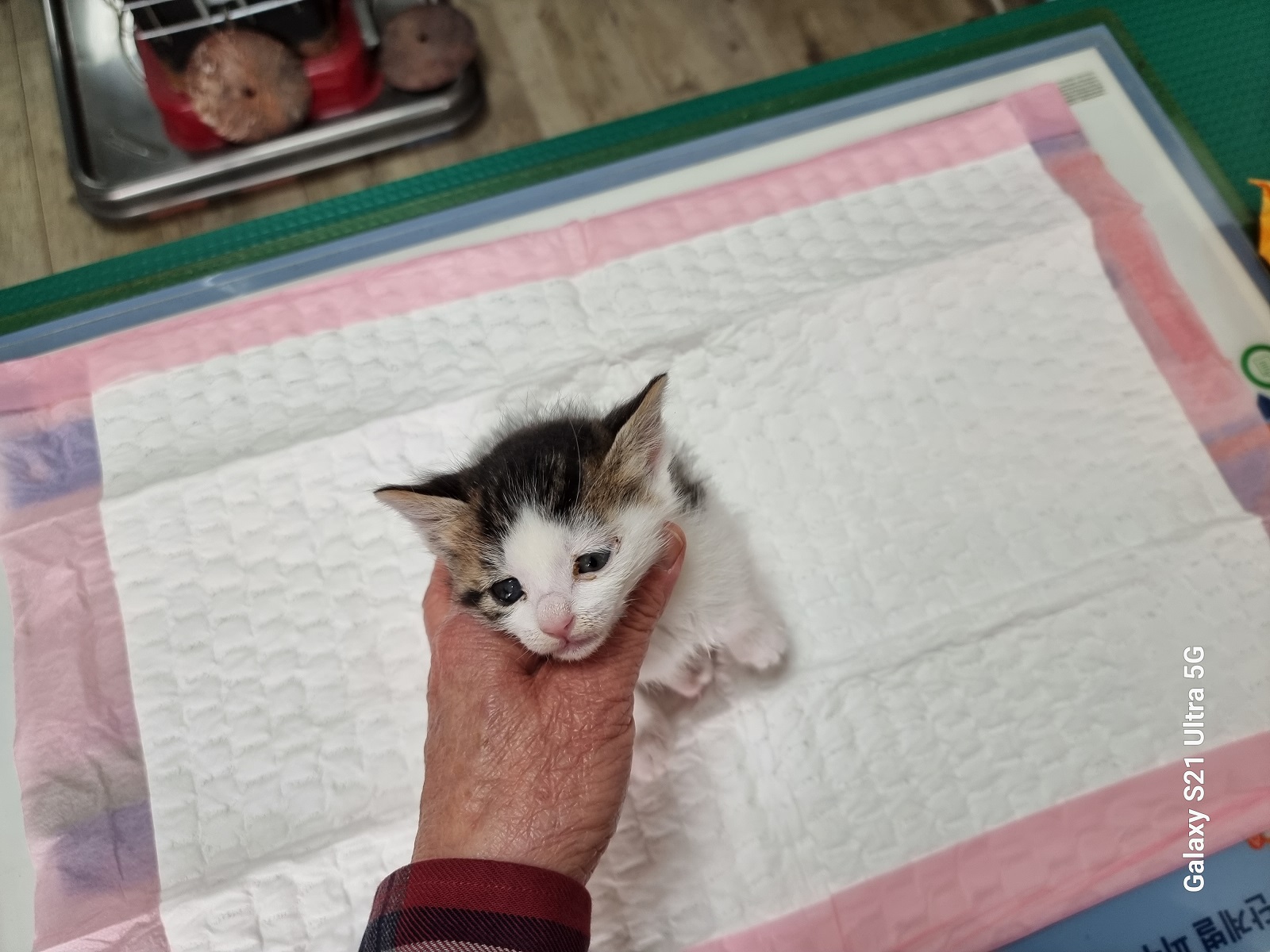 종료(입양) 한국 …