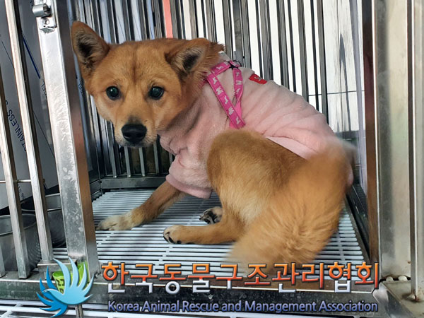 종료(안락사) 믹스…