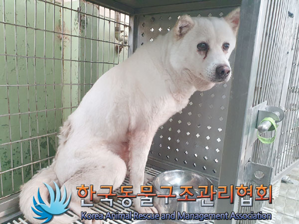 종료(안락사) 믹스…