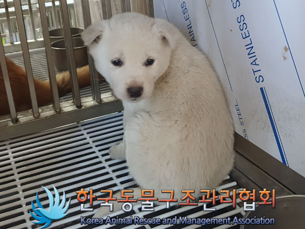 종료(안락사) 믹스…