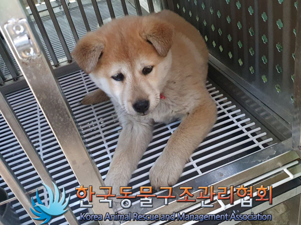 한국동물구조관리협회_441409202302123