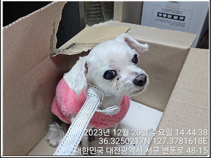 종료(반환) 말티즈…