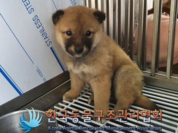 종료(입양) 믹스견…