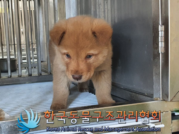 종료(안락사) 믹스…