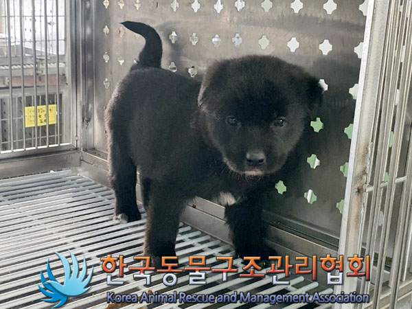 한국동물구조관리협회_441560202301961